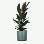 plants-ecommerce-product-featured-img-18